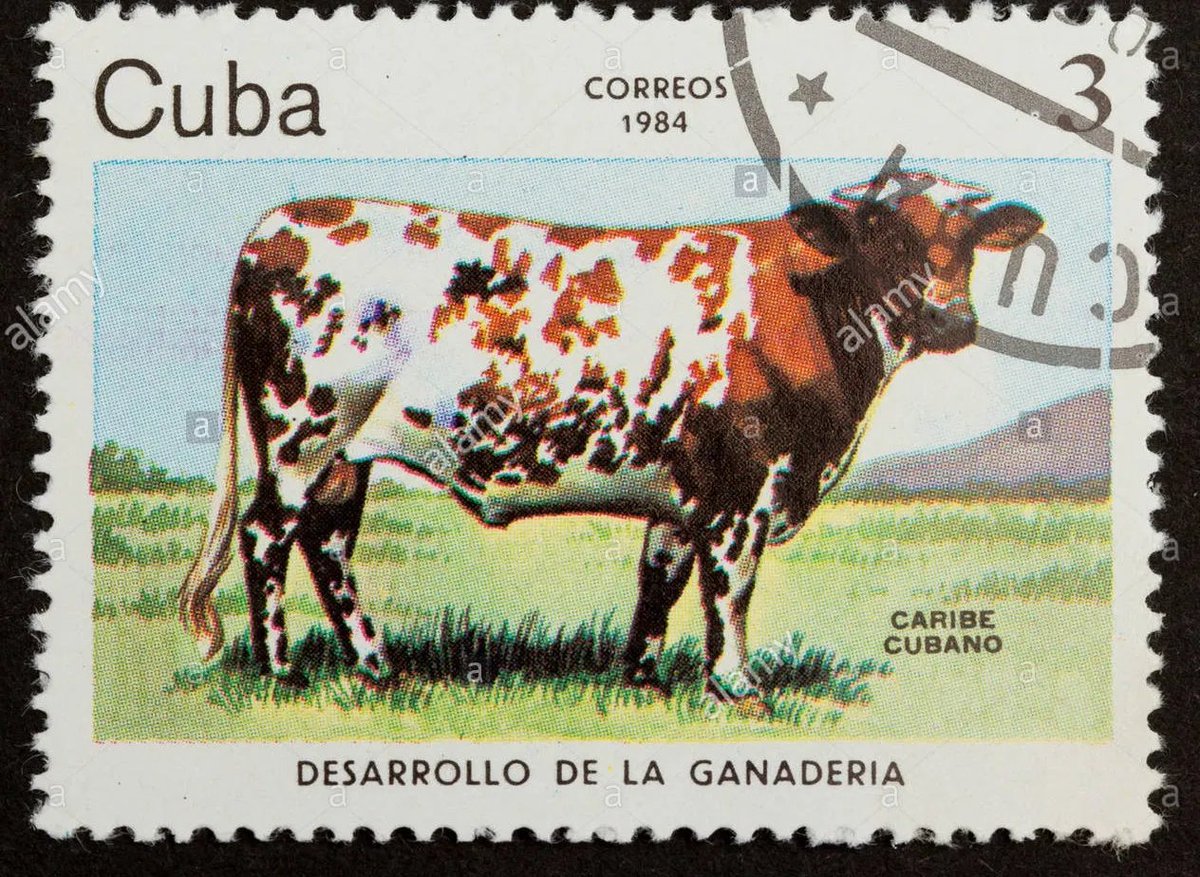 #CuriosidadesEspaciales S01E04: Aquella solitaria vaca cubana